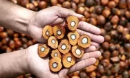 Kemenkeu Kantongi 10 Korporasi Sawit Diduga Manipulasi Harga Ekspor CPO, Kejagung Mulai Dalami Kasus Besar