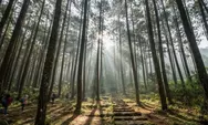 Camping Nyaman di Puncak: 3 Tempat dengan Fasilitas Lengkap untuk Liburan Seru