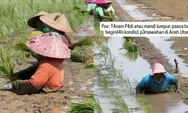 Sawah Tertimbun Lumpur Pascabanjir Aceh, Petani Aceh Utara Tetap Tanam Padi di Tengah Endapan Tebal