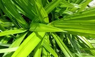 Ini 16 Manfaat Daun Pandan Wangi, Termasuk Atasi Lemah Syahwat