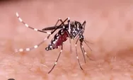 Ketahui, Kapan Serangan Nyamuk DBD Berbahaya Buat Tubuh Kita