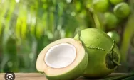 Ini Lima Manfaat Air Kelapa, Selain Minuman Populer Saat Berbuka Puasa
