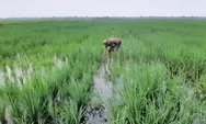 Petani di Babelan Ucapkan Rasa Syukur Padi Mereka Diguyur Hujan, Selamat dari Kekeringan