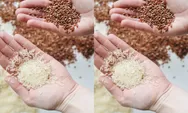 Gimana Sih Cara Menanak Nasi dengan Benar?