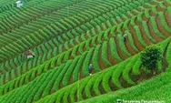 Terasering Panyaweuyan Majalengka, Keindahan Sawah Berundak 