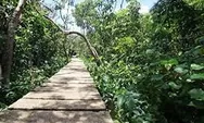 Pulau Kembang, Pesona Alam Tropis, Destinasi Menakjubkan Di Barito 