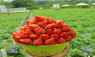 Kebun Inggit Strawberry  Destinasi Yang Populer Di Magelang 