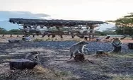 Taman Nasional Baluran Situbondo, African Van Java Di Ujung Pulau Jawa