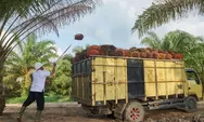 Agrinas Palma Nusantara Butuh 10.000 Tenaga Kerja, Upah Pemanen Disebut Bisa Capai 120 Persen UMR