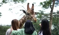 Harga Tiket Masuk Taman Safari Bogor di Libur Nataru, Cek Sebelum Berlibur Ke Sini!