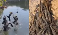 Penangkapan ikan sapu-sapu di Jakarta jadi sorotan, ini dampaknya