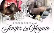 Kisah cinta orangutan menjembatani Indonesia dan Jepang