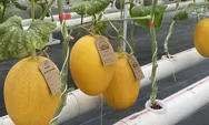Sulit ditemukan di Pasar Tradisional, begini karakteristik melon premium di Pekanbaru