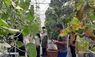 Berawal dari hobi berkebun, Indra Djaya sukses sulap lahan kosong di Tenayan Raya jadi kebun melon premium