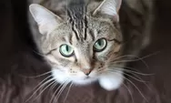 Pipis Kucing Bikin Emosi, Bau yang Menyengat Susah Hilang Siapa Bilang