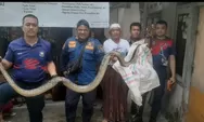 Serem, Kepala Ular Sanca Muncul dari Kloset Rumah Warga Tajur Bogor, Panjangnya Capai 4 Meter