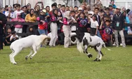 Kembali Gelar Festival Domba Tahunan, Pemkab Bogor Integrasikan Peternakan dengan Budaya dan Wisata