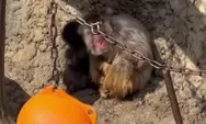 Dari Boneka ke Pelukan Hangat: Perjalanan Punch si 'Naruto Monkey' Menuju Penerimaan Sosial