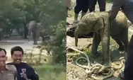 Viral Kawanan Gajah Masuk Mess Karyawan PT Arara Abadi di Siak, Anak Gajah Terjebak Septic Tank Berhasil Diselamatkan