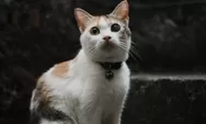Apa Itu Virus Calici pada Kucing? Jangan Panik, Begini Cara Mudah Atasi Gejala Feline Calicivirus