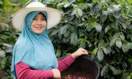 Kabar Gembira Petani: Diprediksi 70 Ribu Keatas per Kilogram, Harga Biji Kopi Naik di Tahun 2024