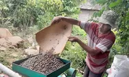 Alhamdulillah! Harga Kopi Tembus Rp, 68 Ribu, Petani: Bisa Untuk Sekolah Anak, Beli Motor dan Mobil.