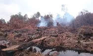 Fantastis, Kerugian Kebakaran Hutan di Jambi Capai Rp 7 Triliun