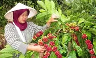 Harga Kopi di Kabupaten Rejang Lebong Terus Meningkat, Tembus Diharga Rp, 69 Ribu Perkilogram