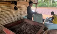 Harga Kopi Robusta di Empat Lawang Anjlok, Petani Terpaksa Jual di Bawah Rp 50 Ribu/Kg