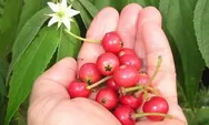 Manfaat buah Kersen, tanaman semak yang ternyata kaya manfaat hingga jadi penunjang reboisasi di Filipina