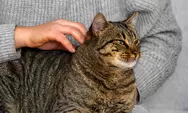 4 Area tubuh kucing yang disukai dan dijamin bikin nyaman saat dielus oleh pemiliknya