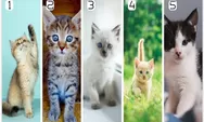 Tes kepribadian: Ketahui apakah kamu seorang pemaaf? Pilih gambar kucing mana yang menjadi favoritmu