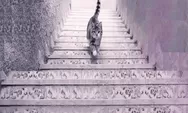 Tes kepribadian: Menurutmu kucing ini naik atau turun tangga? Jawabannya ungkap kepribadian saat kamu menghadapi masalah