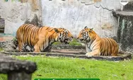 Jadwal Feeding Time di Ragunan, Bisa Lihat Penjaga Satwa Beri Makan Orang Utan hingga Harimau Sumatera