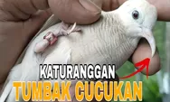 Filosofi Burung Perkutut Katuranggan Tombak Cucukan, Pesan Kehidupan dalam Suara dan Paruhnya yang Tajam
