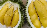 Makan Durian Rancamaya Asli Khas Bogor yang Cukup Langka! Lihat Pohonnya yang Berusia Ratusan Tahun!