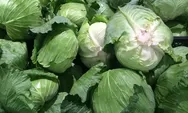 3 Kecamatan Penghasil Sayuran Kubis Paling Banyak di Kabupaten Bogor, Nomor Satu Produksinya Sentuh 2.955 Kuintal