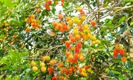 Wilayah Kecamatan Terbanyak dan Paling Sedikit Hasilkan Rambutan di Kota Bogor, Baca Juga Manfaat dan Olahan Kuliner dari Rambutan
