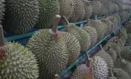 4 Olahan Makanan dari Durian dan 5 Wilayah di Jawa Barat dengan Produksi Buah Durian Paling Banyak, Semuanya Cek di Sini