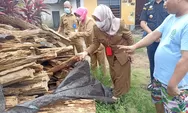 Masuk 3 Besar UMK Tertinggi di Sumatera Selatan, Kabupaten Musi Rawas Ternyata Jadi Penghasil Kayu Termahal di Dunia