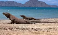 Wisata Pulau Komodo, Tempat Wisata Favorit di Nusa Tenggara Timur