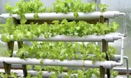Manfaatkan Lahan Rumah Yang Sempit Untuk Menanam Sayuran dan Buah Dengan Sistem Hidroponik