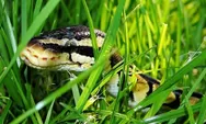 Meskipun Paling Ditakuti, Ular Ternyata Tidak Suka Tanaman Lidah Mertua Hingga  Pule Pandak, Ini Penjelasannya