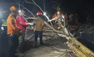 Pohon Tumbang Timpa Rumah Warga, BPBD Kota Cilegon Minta Waspada  Curah Hujan Mulai Tinggi 