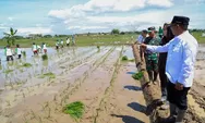 Optimis Bisa Sampai Swasembada, Gubernur Andra Soni Berharap Provinsi Banten Masuk 8 Besar Produksi Padi Nasional