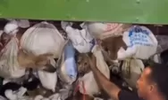 Pengiriman 226 Anjing Untuk Dijagal Berhasil Diamankan, 12 Sudah Mati dalam Karung