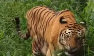 Imbas Tiga Harimau Mati, Pemkot Diminta Benahi Medan Zoo 