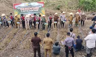 Pj Bupati Hermon Hadiri Penanaman Jagung Serentak