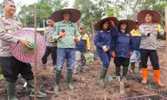 Pemkab Murung Raya, TNI-Polri dan Stakeholder Penanaman Jagung Serentak