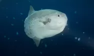 Mola mola: Ikan Aneh Bertulang Sejati yang Bobotnya dapat Mencapai Sekitar 2.300 Kilogram